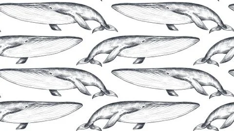 Vector monochrome seamless pattern with whales in sketch style. Underwater world Stock Illustration