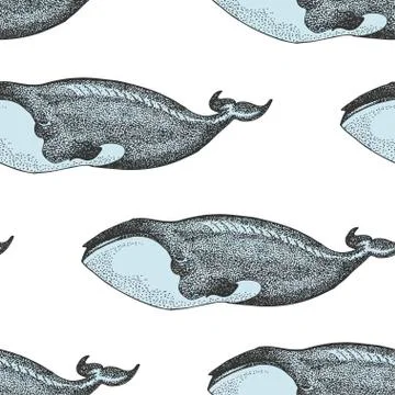 Vector Monochrome Seamless Pattern With Whales In Sketch Style. Stock Illustration