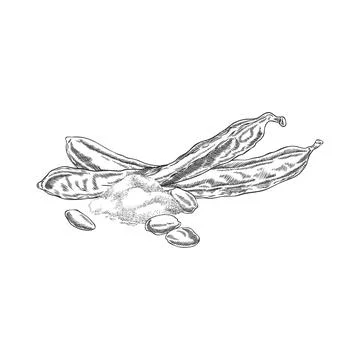 Vector monochrome sketch of carob pod with seeds and powder. Stock Illustration