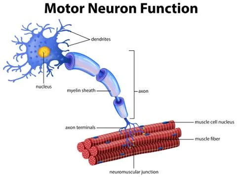 A Vector of Motor Neuron Function Stock Illustration