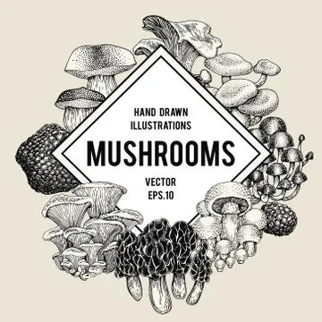 Vector mushroom illustrations. Hand drawn set of different fungus kinds. Vector Stock Illustration