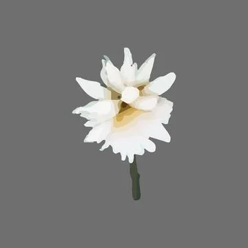 Vector Narcissus, clematis, snowdrop, white flower painted in watercolor. Stock Illustration