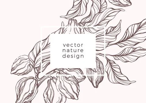 Vector nature background. Art hand drawn template, botanical cacao tree, bean Stock Illustration