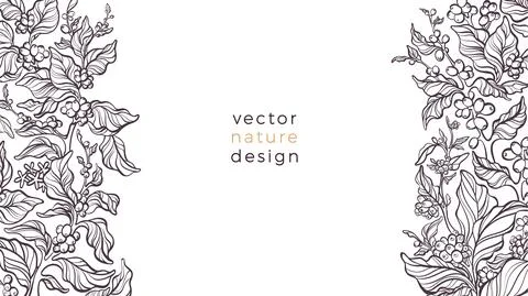 Vector nature border. Coffee plant Art bio pattern Illustrazione stock