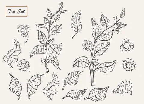 Vector nature set. Art line design of tea tree, bush.Vector illustration Stock Illustration