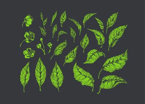 Vector nature set. Botanical green tea elements. Realistic vintage leaves, fl Stock Illustration