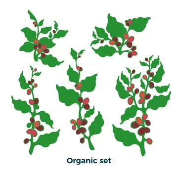 Vector nature set. Realistic botanical green coffee tree, bean, grain, berry  Stock Illustration