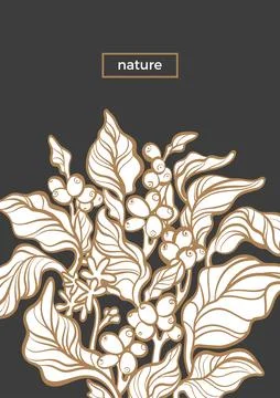 Vector nature template Botanical art line design Coffee tree with realistic l Stock Illustration