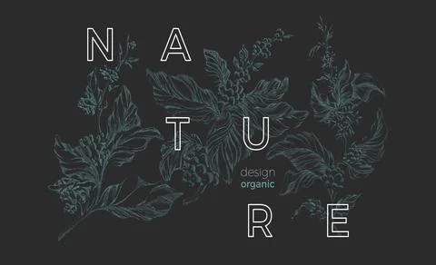 Vector nature template Botanical art sketch design Coffee tree with realistic Stock Illustration