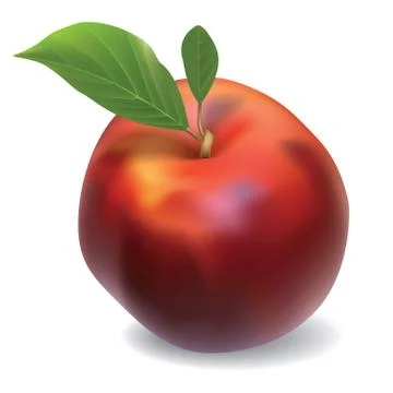 Vector nectarine isolated on white background Stock Illustration