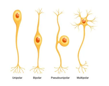 Vector Neuron Types isolated. Unipolar, bipolar, multipolar and pseudounipolar. Stock Illustration