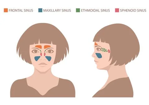 Vector nose,sinus anatomy Stock Illustration