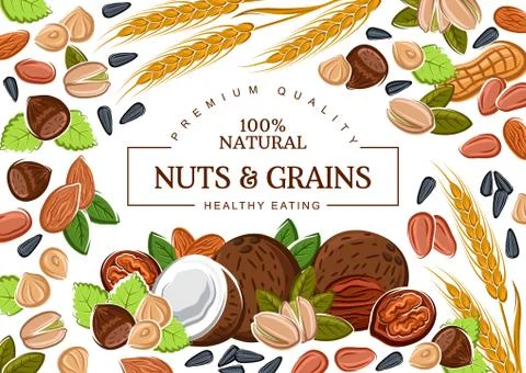 Vector nuts and cereal grains Illustrazione stock