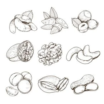 Vector nuts set Illustrazione stock