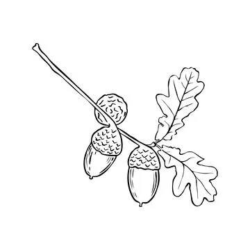 Vector oak leaf and acorn drawing set. Autumn elements. Hand drawn detailed b 스톡 일러스트