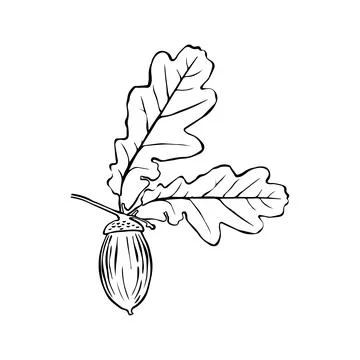 Vector oak leaf and acorn drawing set. Autumn elements. Hand drawn detailed.. Stock Illustration