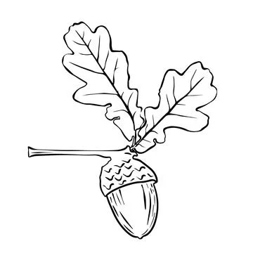 Vector oak leaf and acorn drawing set. Autumn elements. Hand drawn detailed.. Illustrazione stock