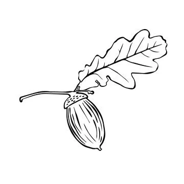 Vector oak leaf and acorn drawing set. Autumn elements. Hand drawn detailed.. 스톡 일러스트