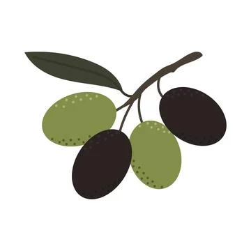 Vector olive branch with black and green olives, botanical hand drawn illus.. 库存插图