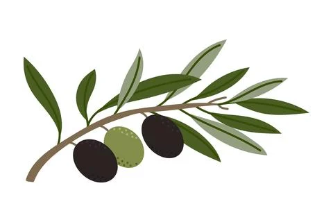 Vector olive branch with black and green olives, hand drawn botanical illus.. Stock Illustration