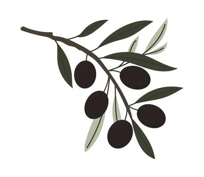 Vector olive branch with black olives, hand-drawn botanical illustration in.. イラスト素材