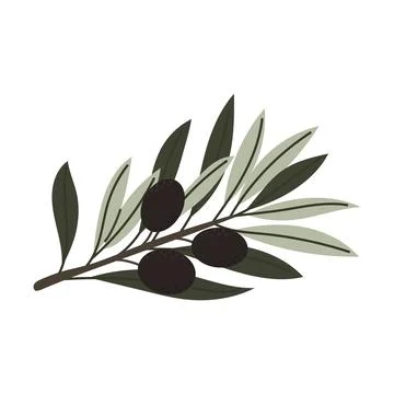 Vector olive branch with black olives and lush leaves, botanical hand drawn.. 库存插图