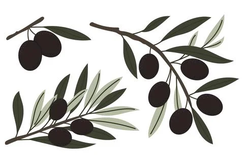 Vector olive branches set with black olives, botanical hand drawn illustrat.. Stock Illustration