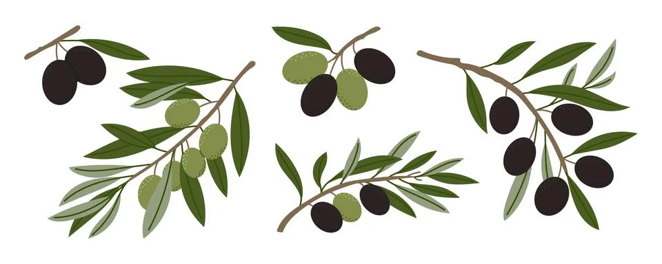 Vector olive branches set with black and green olives, botanical collection.. 库存插图