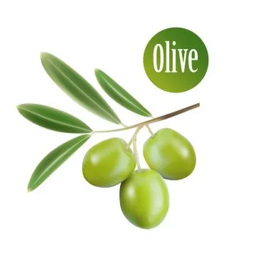 Vector olive oil. decorative olive branch. for label, pack. Stock Illustration