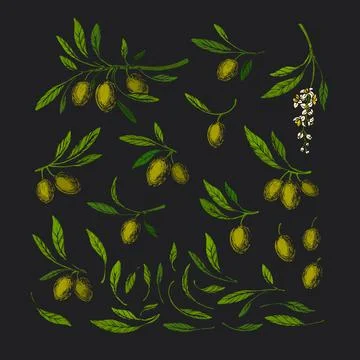 Vector olive set. Vintage illustration Italian oil Stock Illustration