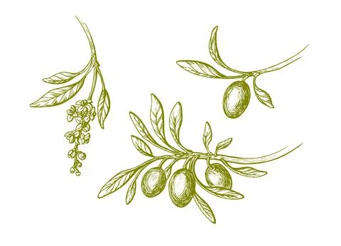 Vector olive sketch set. Hand drawn green branch Stock Illustration