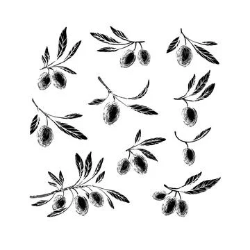 Vector olive sketch set. Hand drawn illustration Illustrazione stock