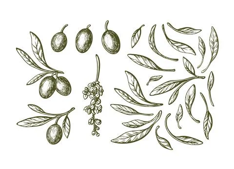 Vector olive sketch set. Hand drawn illustration Stock Illustration