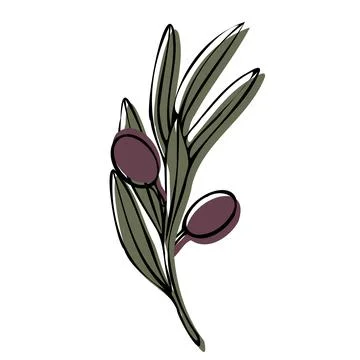 Vector olive tree branch with leaves and olives fruit. Hand painted outline Stock Illustration