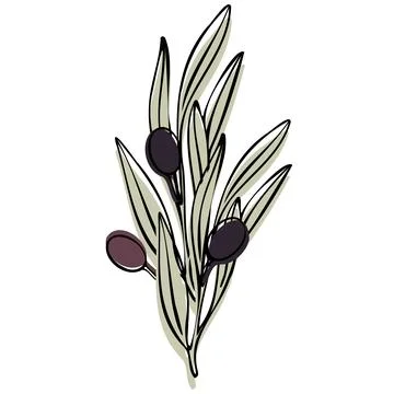 Vector olive tree branch with leaves and olives fruit. Hand painted outline Stock Illustration