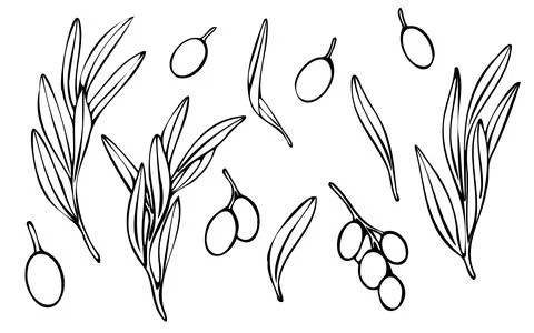 Vector olive tree branch with leaves and olives fruit. Hand painted outline Stock Illustration