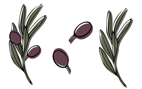 Vector olive tree branch with leaves and olives fruit. Hand painted outline Stock Illustration