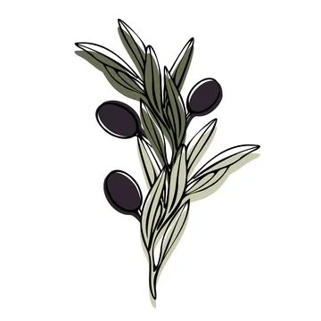 Vector olive tree branch with leaves and olives fruit. Hand painted outline Stock Illustration