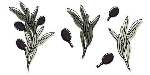 Vector olive tree branch with leaves and olives fruit. Hand painted outline Stock Illustration