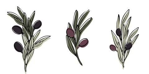 Vector olive tree branch with leaves and olives fruit. Hand painted outline Stock Illustration