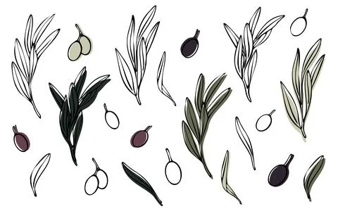 Vector olive tree branch with leaves and olives fruit. Hand painted outline Illustrazione stock