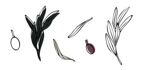 Vector olive tree branch with leaves and olives fruit. Hand painted outline Stock Illustration