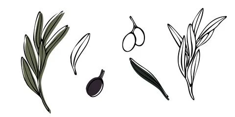 Vector olive tree branch with leaves and olives fruit. Hand painted outline Stock Illustration