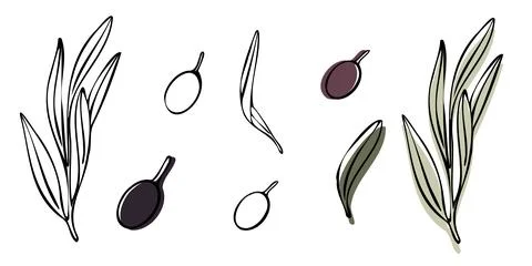 Vector olive tree branch with leaves and olives fruit. Hand painted outline Stock Illustration