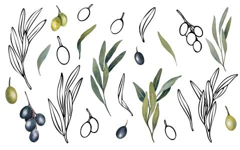 Vector olive tree branch with leaves and olives fruit. Hand painted outline Stock Illustration