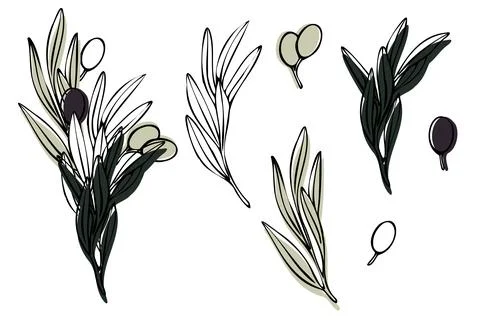 Vector olive tree branch with leaves and olives fruit. Hand painted outline Stock Illustration