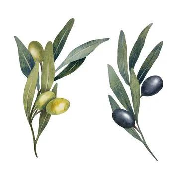 Vector olive tree leaves, branch, watercolor green and black olives fruit Stock Illustration