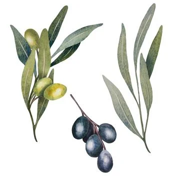 Vector olive tree leaves, branch, watercolor green and black olives fruit Stock Illustration