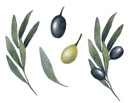 Vector olive tree leaves, branch, watercolor green and black olives fruit Stock Illustration