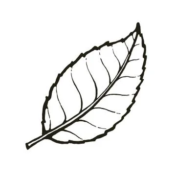 Vector of one leaf of tea or mint Stock Illustration